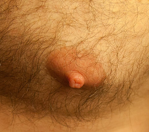 Gay Hairy Nipples 54